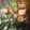 クック2Z80RF☆'s cooksnap of when they made かぶとサバ缶の煮物.
