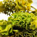 ふっくら白玉's cooksnap of when they made 簡単！生めかぶの下処理.