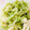 tumitumiki's cooksnap of when they made キャベツと蒸し鶏のゴママヨサラダ.