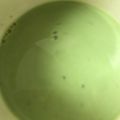 H♡S's cooksnap of when they made 簡単おいしい 抹茶ラテ♥.