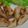 y-ko-y's cooksnap of when they made オリーブオイルとバターの香るマグロソテー.