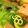 JackFruits's cooksnap of when they made 簡単！ハチクのお刺身　生姜醤油で.