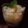 inLondon's cooksnap of when they made 白きくらげとイチゴの薬膳デザート.