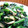 たくのスプーン's cooksnap of when they made 簡単♪菜の花と油揚げの炒め物.