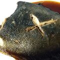 Yusena's cooksnap of when they made 水なし！カレイの煮付け.