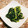 たきぴ's cooksnap of when they made 簡単！春菊の胡麻和え☆.