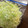クックRPIZXH☆'s cooksnap of when they made 千切りキャベツの保存の仕方.