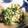 木彫りぐま's cooksnap of when they made 小豆菜（アズキナ）の白和えごま風味♪.