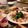 桃食う山羊's cooksnap of when they made 簡単!! カンパチのカルパッチョ.