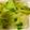 ○おまめ○'s cooksnap of when they made キャベツわかめの酢の物.