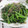 miyuki12's cooksnap of when they made -菜の花ღ３種❁和風和え❣大人味？-.