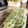 クックN0E431☆'s cooksnap of when they made 豆苗の冷凍保存.