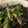 じんこ。's cooksnap of when they made ナスとオクラの揚げびたし.