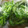 さちへ♪'s cooksnap of when they made ほうれん草 長持ち保存.