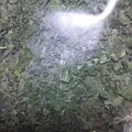 クックOE3X53☆'s cooksnap of when they made レモンバームの保存方法.