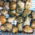 おにぎりまま's cooksnap of when they made 【簡単】あさりの砂抜き塩抜き.