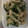 ma___111's cooksnap of when they made えのきと豚のマヨ炒め.