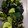 yuriレシピ's cooksnap of when they made きゅうりと塩こんぶの中華和え.