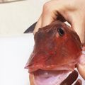 クックC50GRR☆'s cooksnap of when they made 煮魚☆ホウボウの煮付け！.