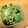 しゅんのま's cooksnap of when they made 豆もやしとパクチーのタイ風サラダ.