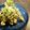 くるくるくるめっこ's cooksnap of when they made コシアブラの冷凍保存.