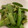 ポメちょん's cooksnap of when they made 作り置き☆きぬさやの生姜炒め.
