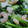 らっきー！'s cooksnap of when they made 青梗菜と海老の八宝菜.