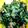 クックCD5XGV☆'s cooksnap of when they made きゅうりツナわかめの酢の物.