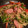 michi8840's cooksnap of when they made 簡単、即席ピーマンともやしの野菜炒め.