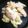 クックGB6431☆'s cooksnap of when they made キャベツとムネ肉のペペロンチーノ風炒め.