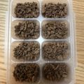 チロチロル's cooksnap of when they made 簡単★離乳食期の牛そぼろ.