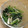 みぃくんのママ's cooksnap of when they made 超簡単！しめじとほうれん草の胡麻和え.