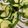 pistacchio's cooksnap of when they made 白イカとズッキーニのレモンバター炒め.