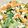 クックUUMSUY☆'s cooksnap of when they made タラの芽を白和えにする！.