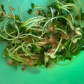 りんごⓒ's cooksnap of when they made かいわれ大根と鰹節のサラダ.