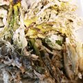 307号室's cooksnap of when they made 山菜 春の天婦羅.