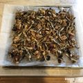甲斐犬幸ちゃんのママ's cooksnap of when they made おせちに☆ナッツ田作り風.