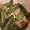 EmikoT's cooksnap of when they made 絹さやの卵とじ.