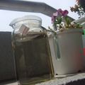 えりほの's cooksnap of when they made おひさま頼みのSUN♪TEA.