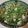 nana_tenjo's cooksnap of when they made 簡単⭐水菜と豆腐のゴマサラダ.