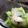 クック7HFUL8☆'s cooksnap of when they made お母ちゃんの味☆小松菜と豚バラの炊いたん.