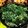 R♡Kママ's cooksnap of when they made 人参の葉っぱのかき揚げ（天ぷら）.