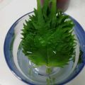まり0105's cooksnap of when they made ビックリするほど大葉が長持ちする方法！.