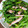 クックSQKT9B☆'s cooksnap of when they made クレソンの簡単和え物☆.