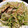 クックNVJDVI☆'s cooksnap of when they made 豆苗と椎茸の生姜醤油和え.