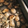 たらえも's cooksnap of when they made 【簡単】あさりの砂抜き塩抜き.