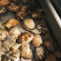 たらえも's cooksnap of when they made 【簡単】あさりの砂抜き塩抜き.