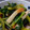 miyarobo's cooksnap of when they made ほうれん草とちくわのさっと煮.