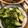 ☆素敵女子☆'s cooksnap of when they made 得損 パン粉でぬか漬け.