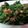 みかりん1122s's cooksnap of when they made ☆にんじん菜のオイマヨあえ☆.